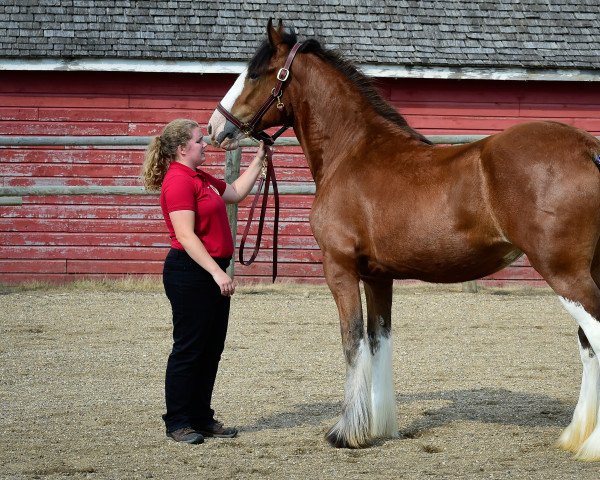 broodmare Hill Topper Pamela's Tieg (Clydesdale, 2015, from Zorra Highland Above's Sandman)