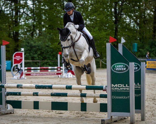 dressage horse Tudal Fandango (Pura Raza Espanola (PRE), 2007, from Lancero XX)