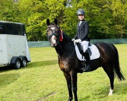 dressage horse Cold Case H (German Riding Pony, 2007, from Ginger 556)