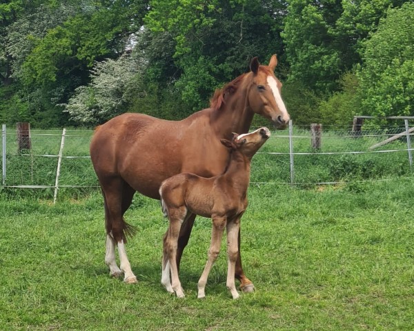 broodmare Quality Royal (Mecklenburg, 2007, from Quando-Quando)