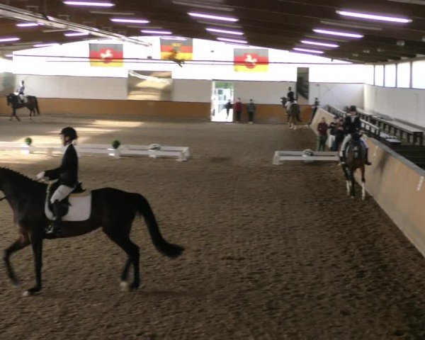 Reitturnier Hildesheim-Steuerwald 2024