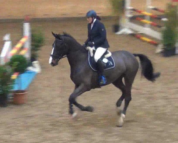 Zuchtstute Uptown Girlii (Holsteiner, 2004, von Contender) Zuchtstute Uptown Girlii (Holsteiner, 2004, von Contender)