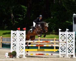 jumper Jorbert Smh (KWPN (Royal Dutch Sporthorse), 2014, from VDL Cardento 933)