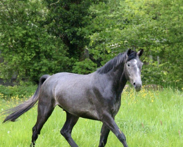 horse Cherry Baby du Pertuis Z (Zangersheide riding horse, 2021, from Codex Diaz Z)