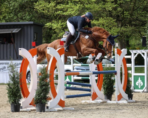 jumper Call Me Qantas (Westphalian, 2014, from Carrico)