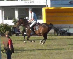 broodmare Penelope 271 (Holsteiner, 2000, from Alcatraz)