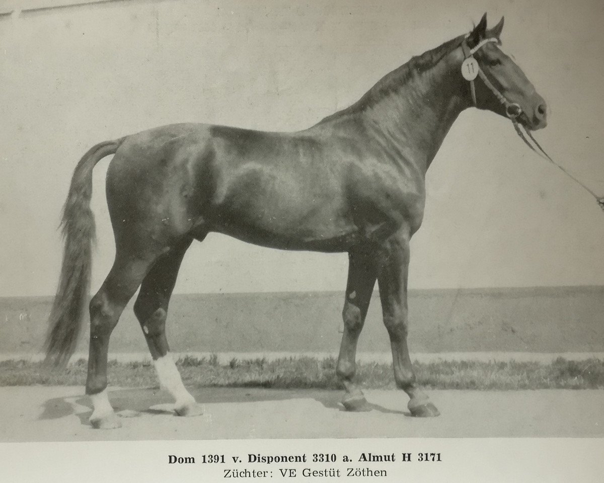 stallion Dom 1391 (Noble Warmblood, 1978, from Disponent 3310)