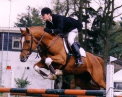stallion Krimh ox (Arabian purebred, 1986, from Komplekt ox)