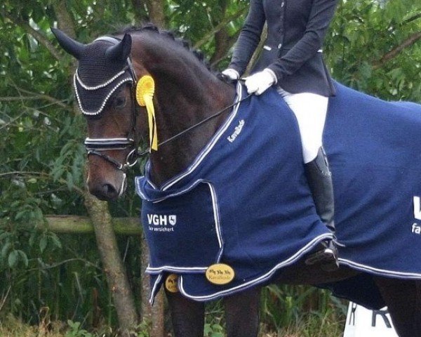 dressage horse Zyra de Luna P (Rhinelander, 2017, from Birkhof's Zalando OLD)