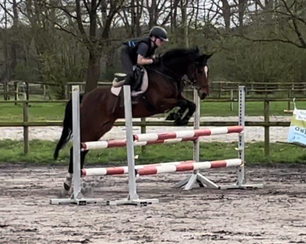 jumper Vasco van de Groenheuvel (Belgium Sporthorse, 2017, from Rob Roy van Het Klavertje)