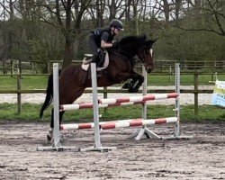 Springpferd Vasco van de Groenheuvel (Belgium Sporthorse, 2017, von Rob Roy van Het Klavertje)
