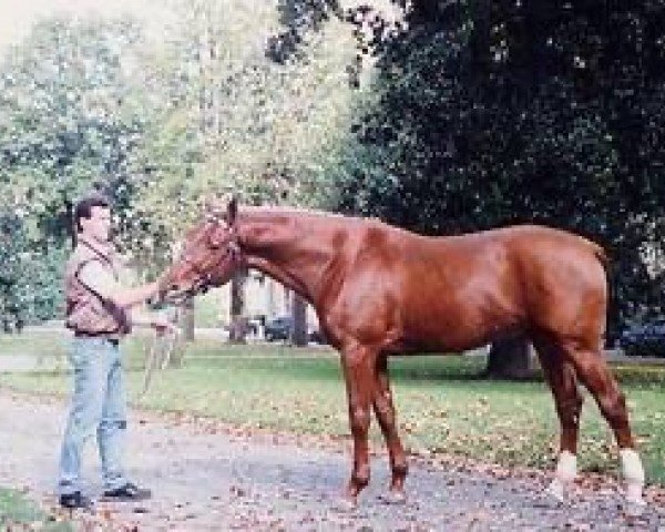 stallion Calin de Mels AA (Anglo-Arabs, 1990, from Alban A AA)