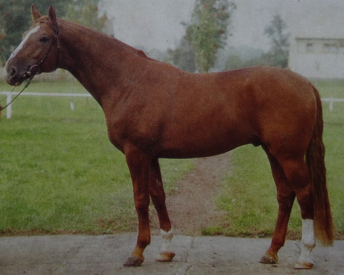 Deckhengst Largos 1431 (Sachsen-Anhaltiner, 1981, von Leuchtfeuer 2602)