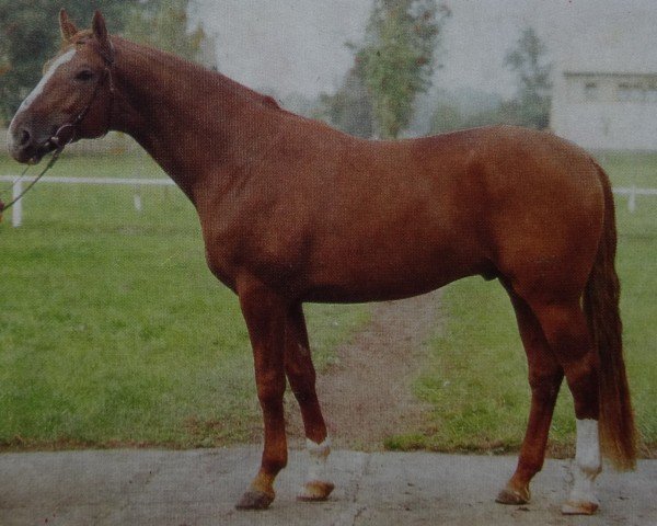 stallion Largos 1431 (Saxony-Anhaltiner, 1981, from Leuchtfeuer 2602)