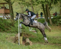 eventing horse Be my one (Westphalian, 2019, from Balou du Rouet)