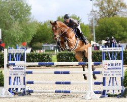 jumper Cadoc 6 (Holsteiner, 2018, from Colman)