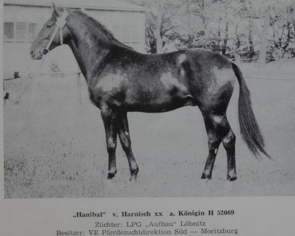 stallion Hanibal 1340 (Noble Warmblood, 1972, from Harnisch xx 1255)