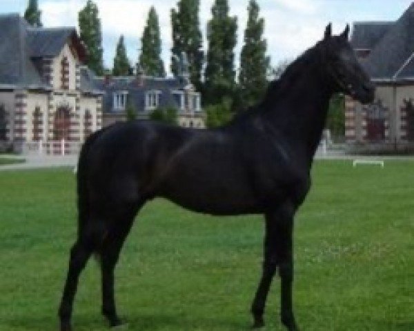 stallion Silver Rainbow xx (Thoroughbred, 1988, from Rainbow Quest xx) stallion Silver Rainbow xx (Thoroughbred, 1988, from Rainbow Quest xx)