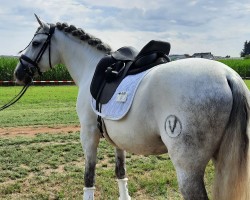 dressage horse Penonome de Palojo (Pura Raza Espanola (PRE), 2011, from Jacaro III)