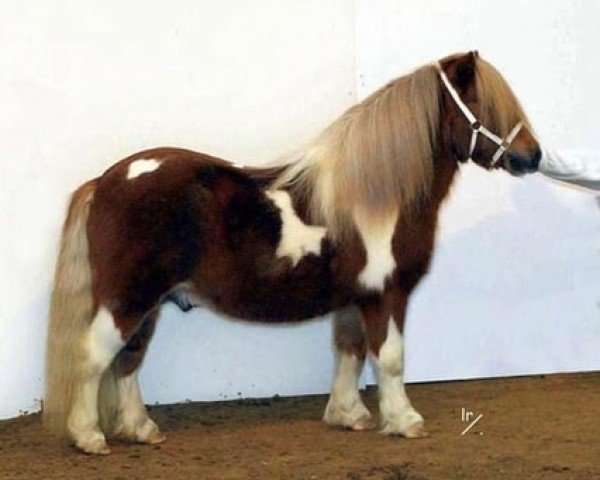 stallion Lögballes Kojak 155 SH (Shetland Pony, 1995, from Albert SH 244) stallion Lögballes Kojak 155 SH (Shetland Pony, 1995, from Albert SH 244)