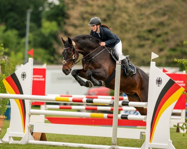 jumper Birmingham's Bellatrix (Hanoverian, 2018, from Birmingham)