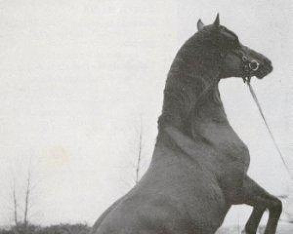 stallion Nasmeshnik 1963 ox (Arabian purebred, 1963, from Arax 1952 ox)