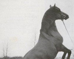 stallion Nasmeshnik 1963 ox (Arabian purebred, 1963, from Arax 1952 ox)