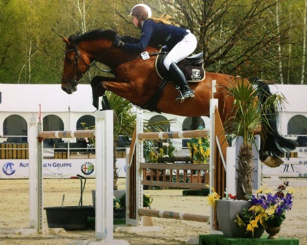 jumper Conner 49 (Oldenburg show jumper, 2006, from Colander)