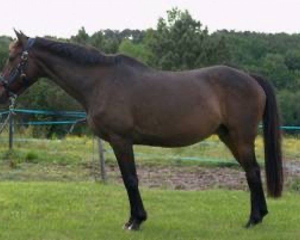 broodmare Infante de Farges (Selle Français, 1996, from Silver Rainbow xx)