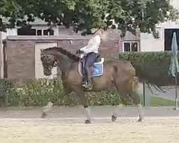 Zuchtstute Inselträumerin (Trakehner, 2017, von Helium)