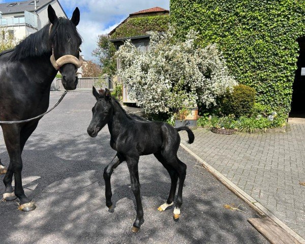horse Total Fine G (Hanoverian, 2024, from Total Diamond PS)