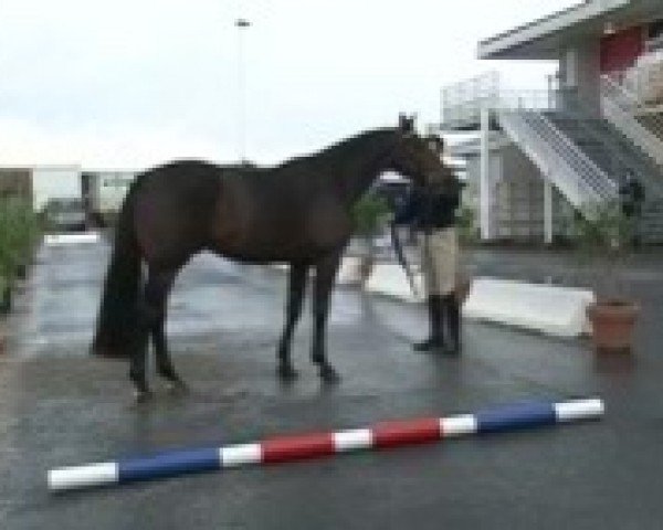 stallion Triple Star du Lavoir (Selle Français, 2007, from Quick Star)