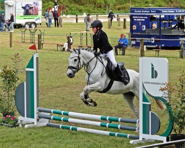 jumper Hesselteichs Lucky Dulcio (German Riding Pony, 2009, from Lucky Lao II)