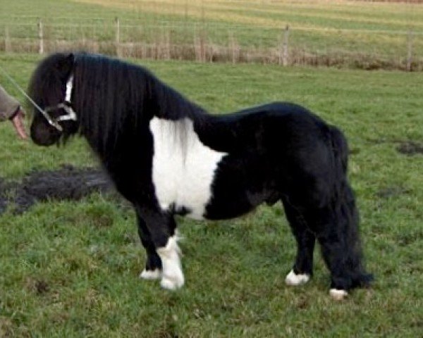 stallion Lythwood Shamrock (Shetland Pony, 1995, from Lythwood Bambi)