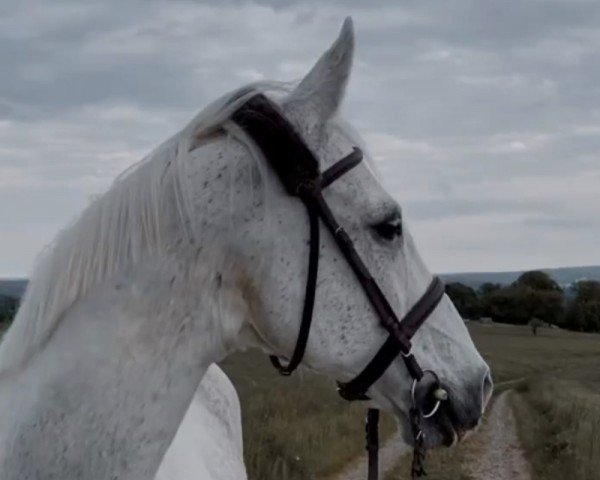 horse Smaragd (Pinto with riding horses pedigree, 1995, from Samenco II K)
