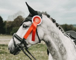 dressage horse Maya 420 (KWPN (Royal Dutch Sporthorse), 2016)