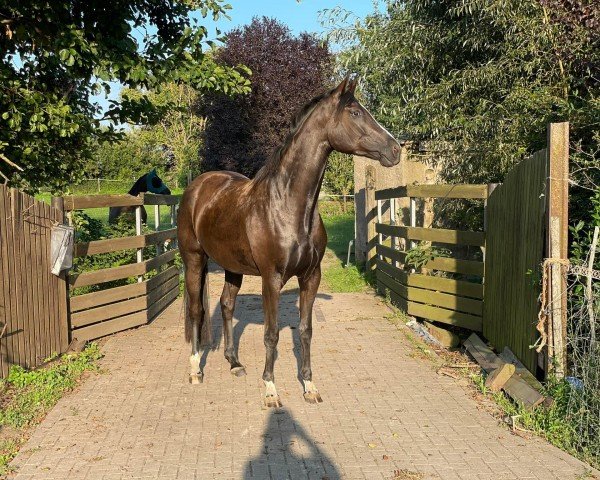 broodmare Delila (Trakehner, 2020, from Goldschmidt)