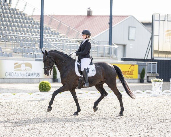 dressage horse Scaramanga 9 (Oldenburg, 2014, from Sezuan)