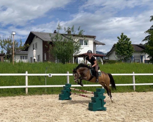 broodmare Chanel de Coco (German Riding Pony, 2020, from Herzkönig NRW)