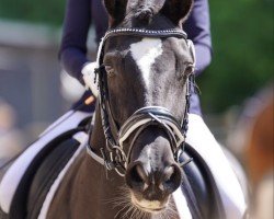 dressage horse Salina 161 (Hanoverian, 2013, from Stanley)