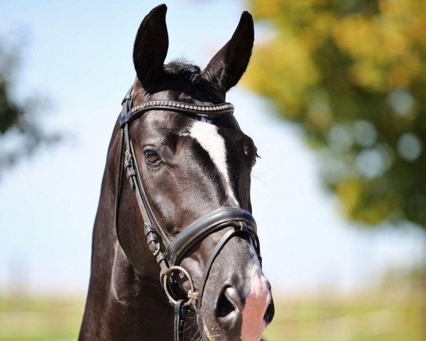 horse Dark Secret 10 (Hanoverian, 2018, from Harmony's de Beau)