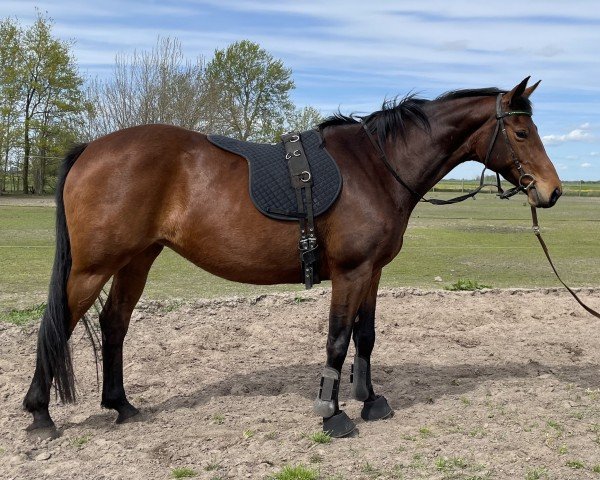 horse Valentina (Trakehner, 2014, from Syriano)