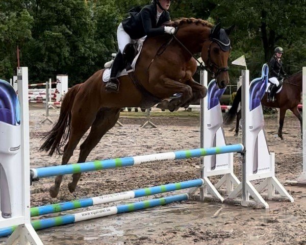 Springpferd Far Lap the Cloud Dancer (Deutsches Sportpferd, 2019, von Farewell III)