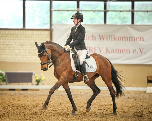 Dressurpferd Belissima NH (Deutsches Reitpony, 2010, von Silberschmied)