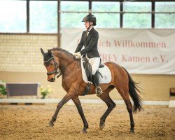 dressage horse Belissima NH (German Riding Pony, 2010, from Silberschmied)