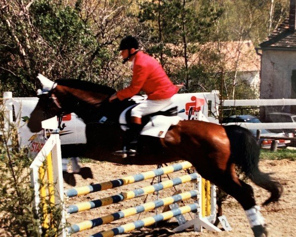 horse Papillon (Westphalian, 1983, from Palisander)
