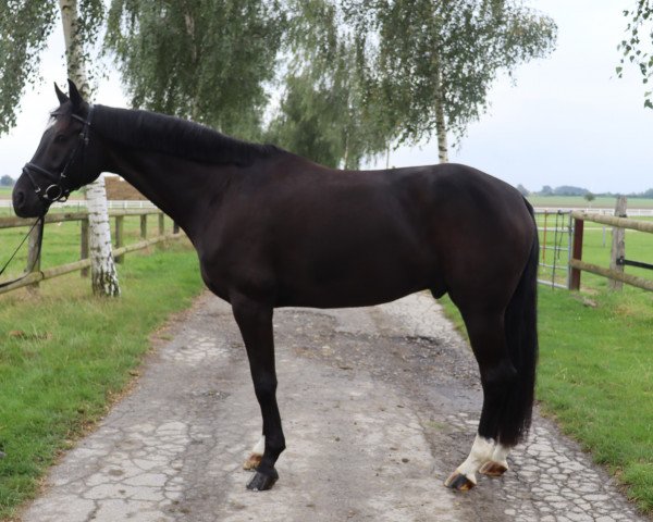jumper Gentle Ghost (German Sport Horse, 2014, from Ginsberg II) jumper Gentle Ghost (German Sport Horse, 2014, from Ginsberg II)