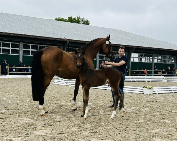 horse Tofino H (Oldenburg show jumper, 2024, from Tobaro)