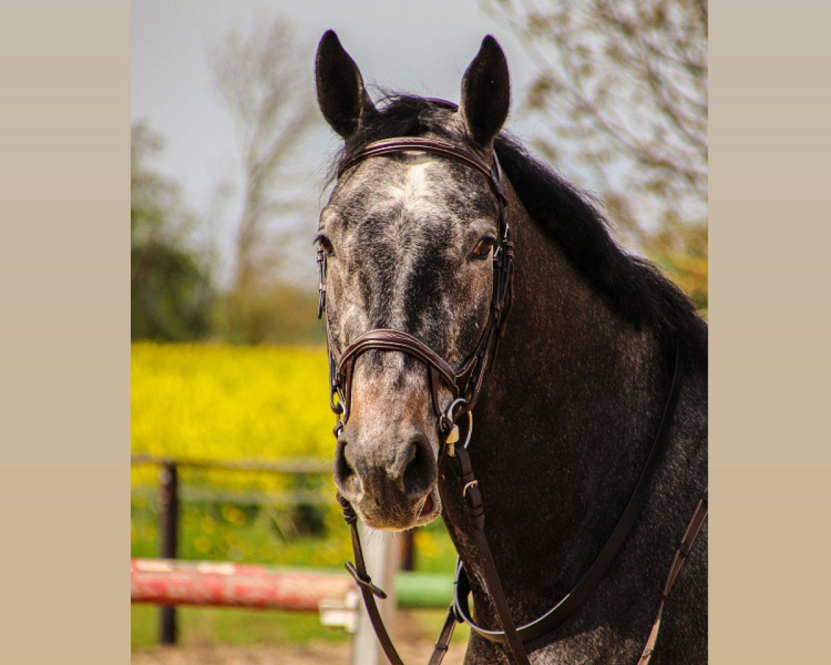 horse Cloud Seven 11 (Hanoverian, 2021, from Caytens)