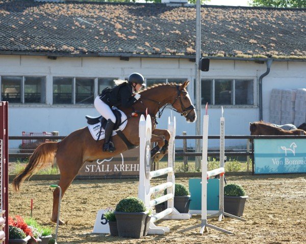 Springpferd Sir Shining (Deutsches Sportpferd, 2020, von Zinedream)